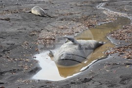 Антарктида - Остров Ливингстън - наблюдение - птици