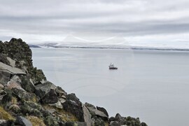 Антарктида - Остров Ливингстън - наблюдение - птици