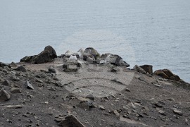 Антарктида - Остров Ливингстън - наблюдение - птици