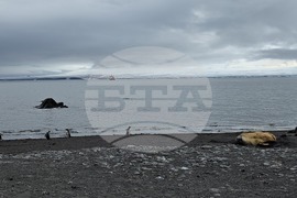 Антарктида - Остров Ливингстън - наблюдение - птици