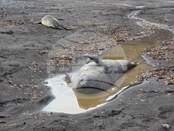 Antarctica - Livingston Island - bird monitoring