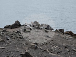 Antarctica - Livingston Island - bird monitoring