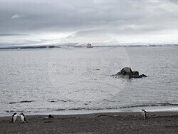 Antarctica - Livingston Island - bird monitoring