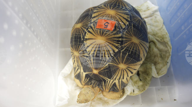 В глобална операция на Интерпол бяха иззети рекордни количества диви животни, растения и дървен материал