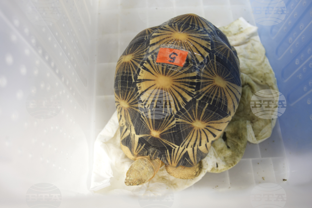 В глобална операция на Интерпол бяха иззети рекордни количества диви животни, растения и дървен материал