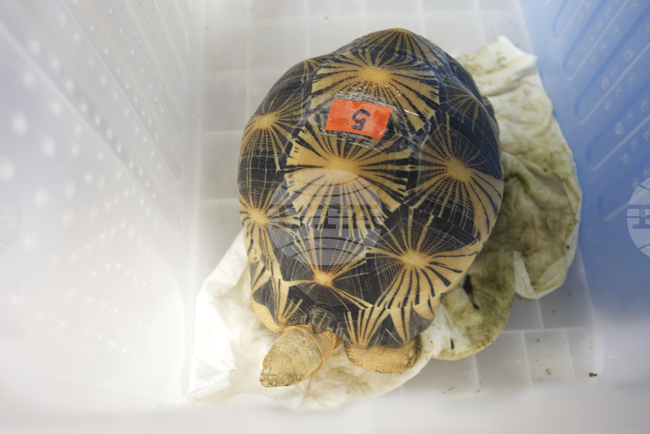 В глобална операция на Интерпол бяха иззети рекордни количества диви животни, растения и дървен материал