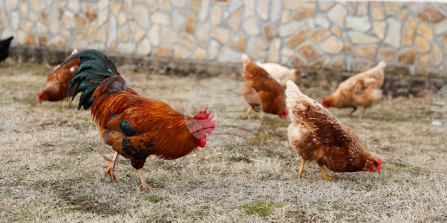 Словакия и Нидерландия съобщиха за огнища на птичи грип