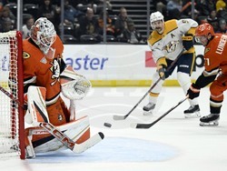 Predators Ducks Hockey