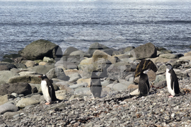 Антарктида - остров Ливингстън - нос Ереби пойнт - дейности