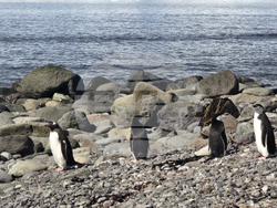 Антарктида - остров Ливингстън - нос Ереби пойнт - дейности