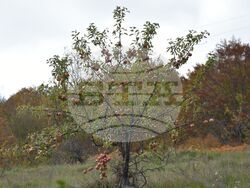 Сърбия - Село Ярешник - изглед