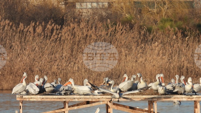 Почти 150 малки къдроглави пеликани са отгледани у нас, но заради сушата в Сребърна нямаше ново поколение
