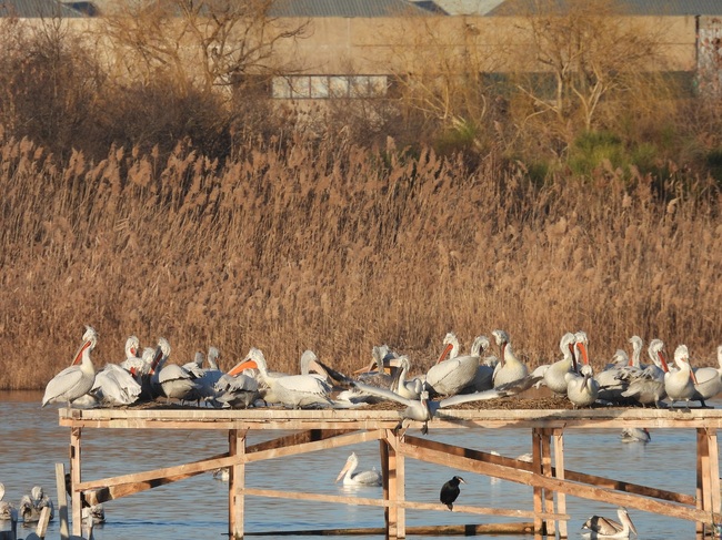 149 Dalmatian Pelican Chicks Raised in Bulgaria This Past Season, but Drought Prevents Nesting in Srebarna