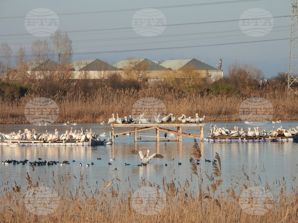 Endangered Dalmatian Pelican Forms New Nesting Colony in Bulgaria After 80 Years