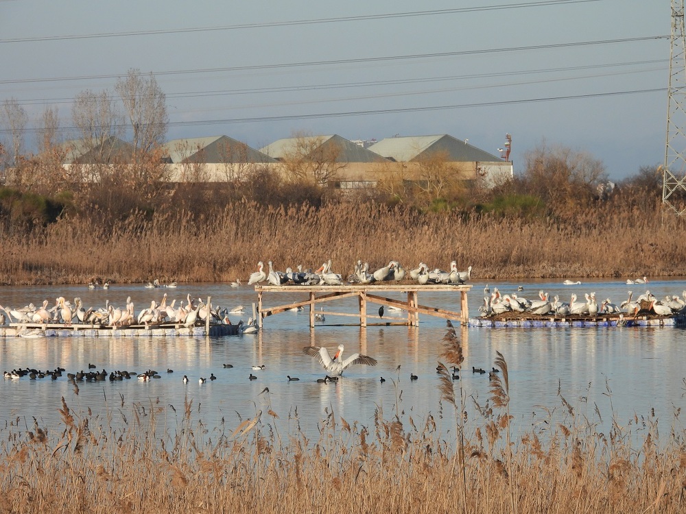 Endangered Dalmatian Pelican Forms New Nesting Colony in Bulgaria After 80 Years