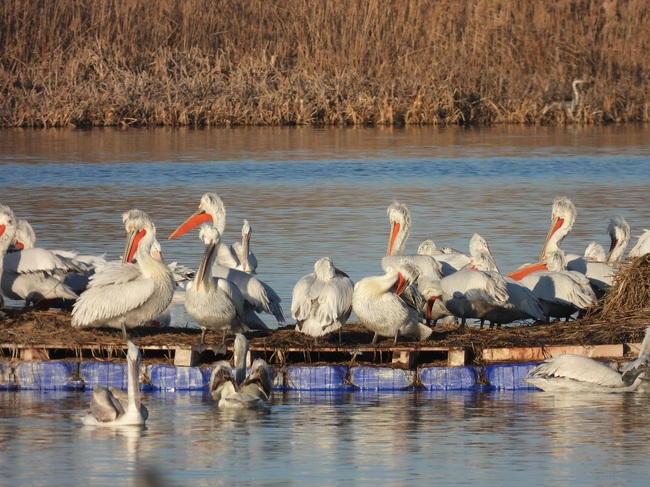 БДЗП: Историческо събитие за българската природозащита – след близо 80 години къдроглави пеликани загнездиха в района на Бургас