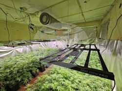 лаборатория - канабис - Пазарджик