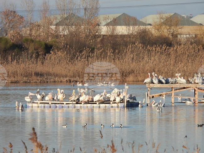 Нова гнездова колония на застрашения къдроглав пеликан се сформира в България