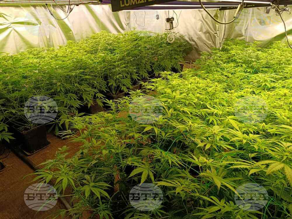 Number of People Detained for Drug-related Crimes Increasing