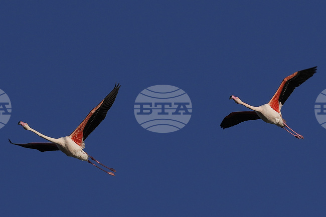 2000 птици от вида малко фламинго са починали в езерото Туз в Турция поради суша