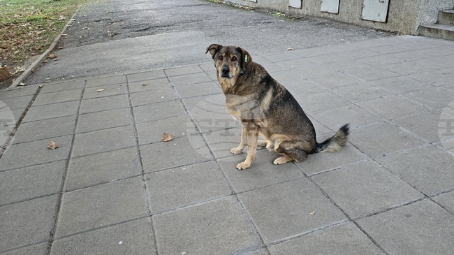 Кампания за безплатна кастрация на безстопанствени животни започна в община Гоце Делчев