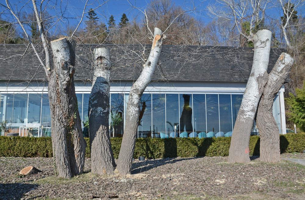 Община Варна глобява фирмата-изпълнител заради дървета по крайбрежната алея