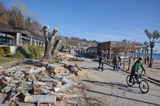 Община Варна глоби фирма заради състоянието на 10 дървета по крайбрежната алея в града