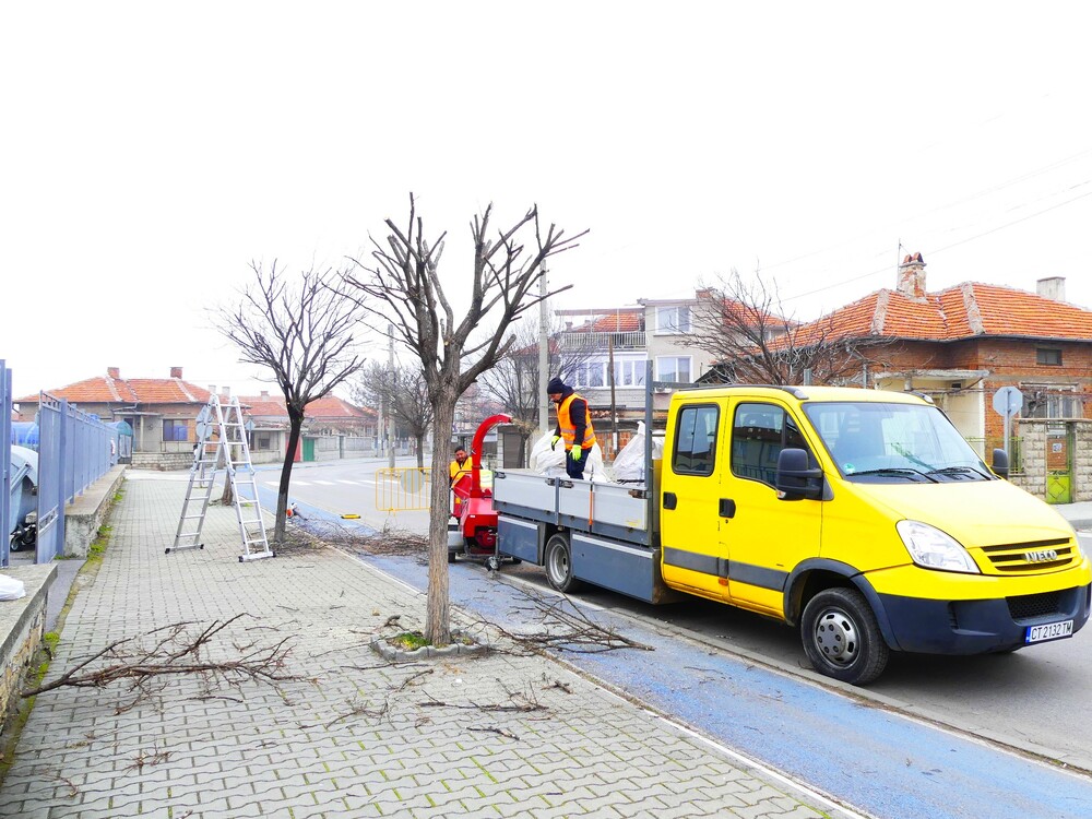 Общо 120 дървета в центъра на Нова Загора ще бъдат подложени на санитарна резитба 