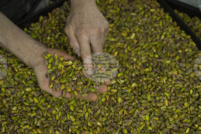 Турция разреши вноса на шамфъстък от други страни заради спад в добива и рязко покачване на цените 