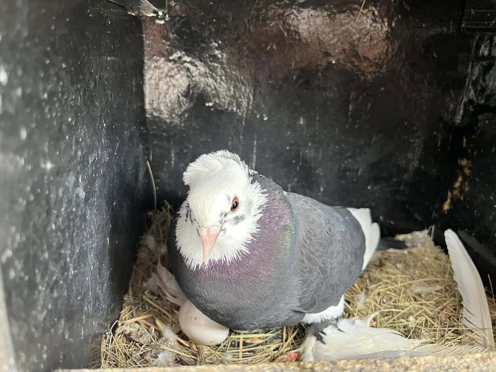 Болградският център за детско и юношеско творчество в Украйна съобщи за ново попълнение в зоокъта си
