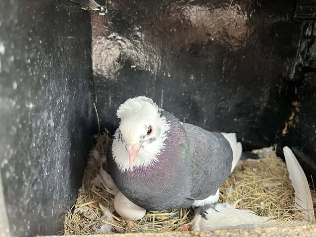 Болградският център за детско и юношеско творчество в Украйна съобщи за ново попълнение в зоокъта си