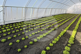 Долно Изворово - оранжерия - зеленчуци