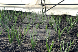 Долно Изворово - оранжерия - зеленчуци