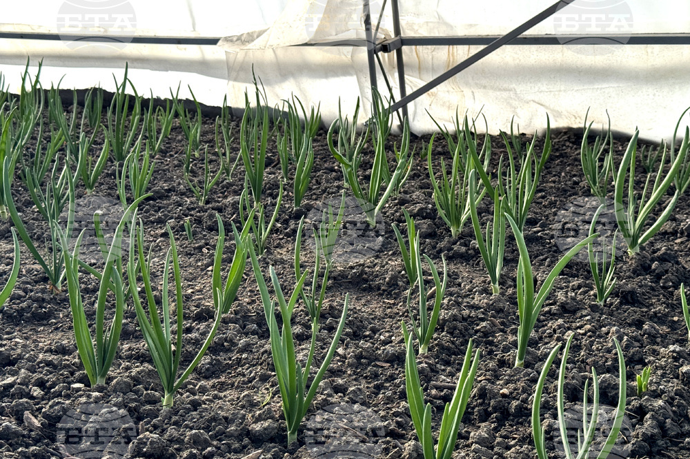 Долно Изворово - оранжерия - зеленчуци