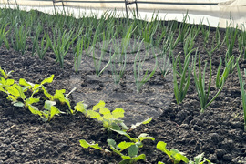 Долно Изворово - оранжерия - зеленчуци