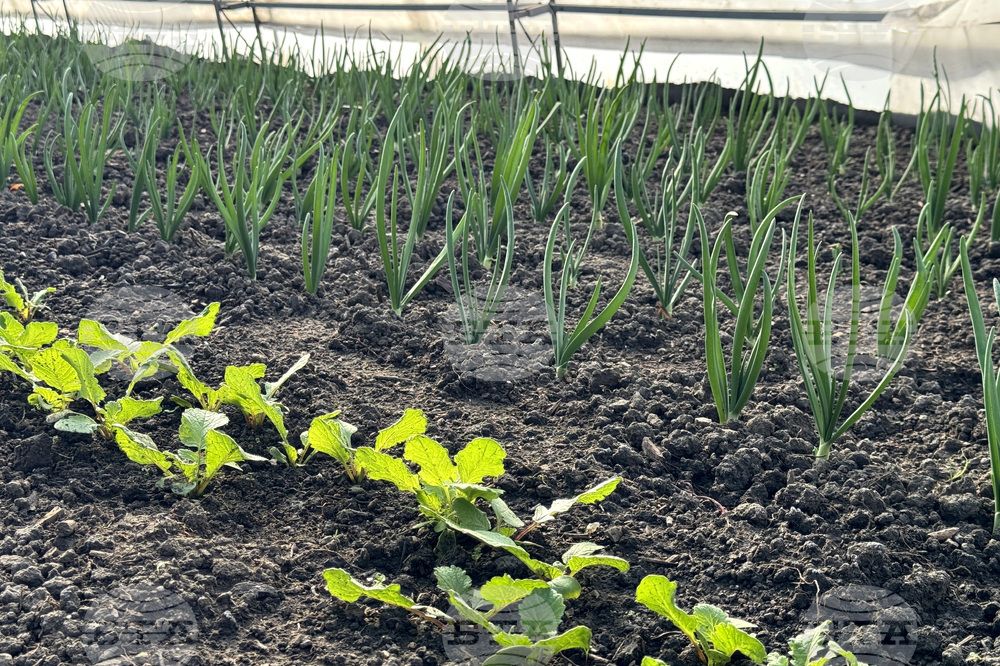 Долно Изворово - оранжерия - зеленчуци