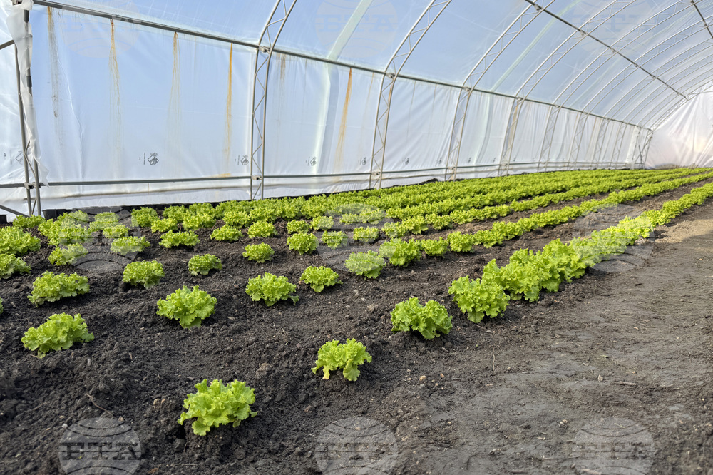 Долно Изворово - оранжерия - зеленчуци