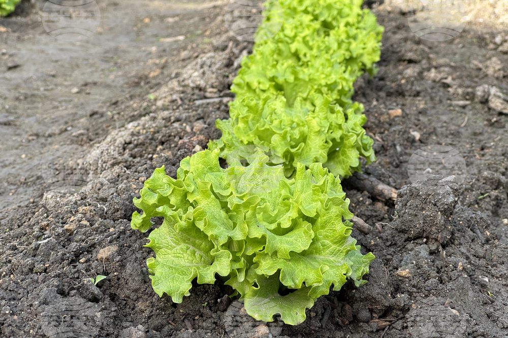 Първата продукция от общинската зеленчукова градина край Казанлък беше доставена в детските градини в общината