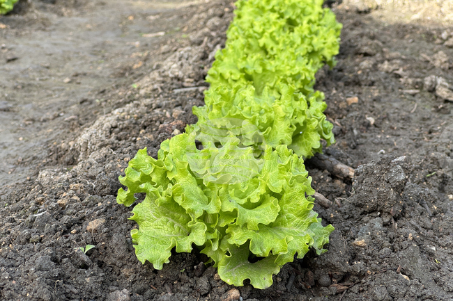 Първата продукция от общинската зеленчукова градина край Казанлък беше доставена в детските градини в общината