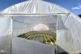 Долно Изворово - оранжерия - зеленчуци