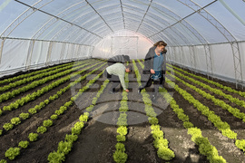 Долно Изворово - оранжерия - зеленчуци