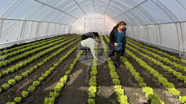 Strong Winds Destroy Municipal Greenhouses in Kazanlak