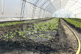 Долно Изворово - оранжерия - зеленчуци