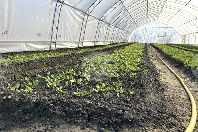 Над 70 килограма зеленчуци, отгледани в общинската зеленчукова градина в Казанлък, ще бъдат разпределени в детските градини и ясли в общината