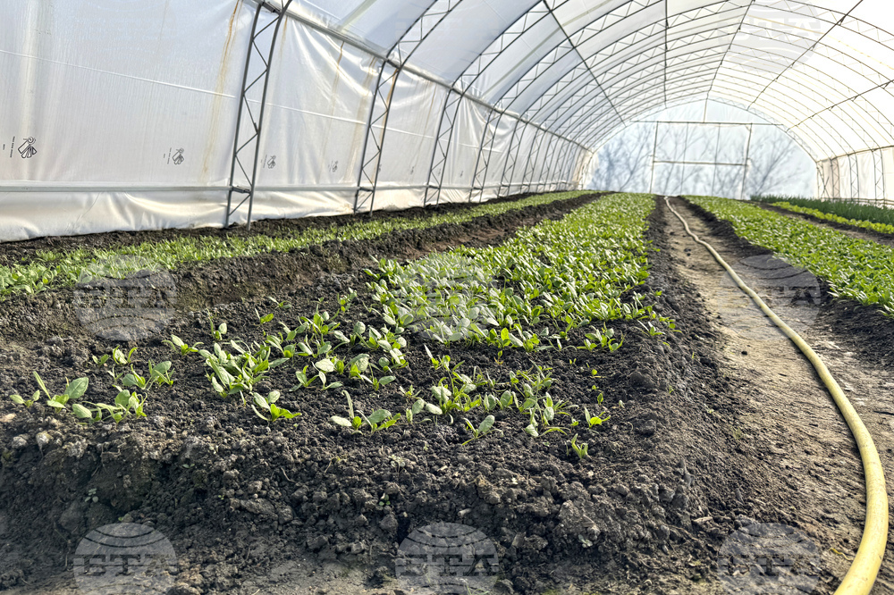 Долно Изворово - оранжерия - зеленчуци