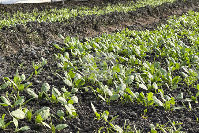 Възстановени са общинските оранжерии за екологично чисти зеленчуци край Казанлък, които бяха унищожени от бурята през миналия месец