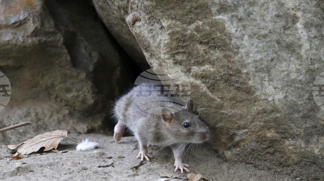 Турска община с иновативен проект за обучаване на плъхове за издирвателни и спасителни операции