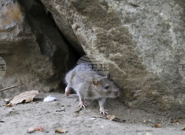 Турска община с иновативен проект за обучаване на плъхове за издирвателни и спасителни операции