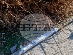 Търговище - раздаване на фиданки - инициатива