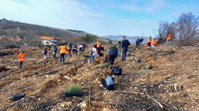 Над 20 хиляди фиданки атласки кедър бяха посадени в местността „Седми километър“ край Стара Загора